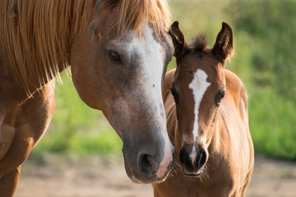 foal, nature, mare, mother, paint horse, brown, small, young, horse, animal, brown animals, brown horse, happy mothers day, brown painting, brown paint, mom, mum, baby