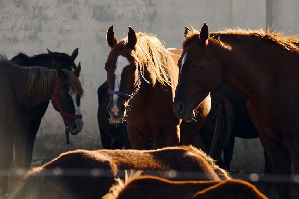 A herd of beautiful horses lit by sunlight, showcasing their natural beauty on a farm.