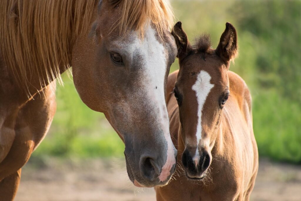 foal, mare, mother, happy mothers day, paint horse, brown, small, young, horse, animal, brown animals, brown horse, nature, brown painting, brown paint, mom, mum, baby