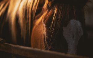 A detailed close-up of a horse's mane beautifully illuminated by sunlight, capturing its natural texture.