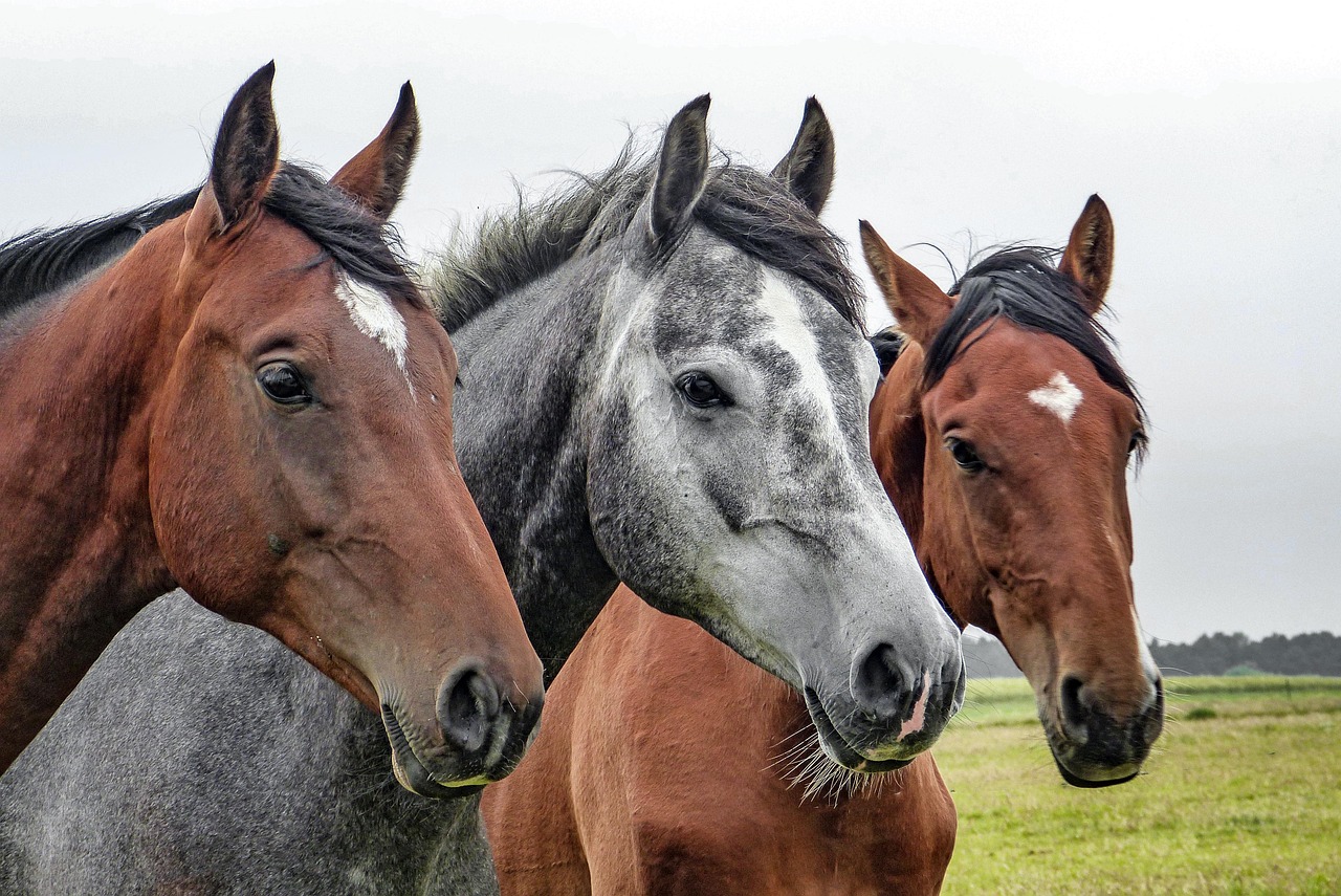horses, horse heads, heads, stallions, equines, mammals, nature, animals, farm animals